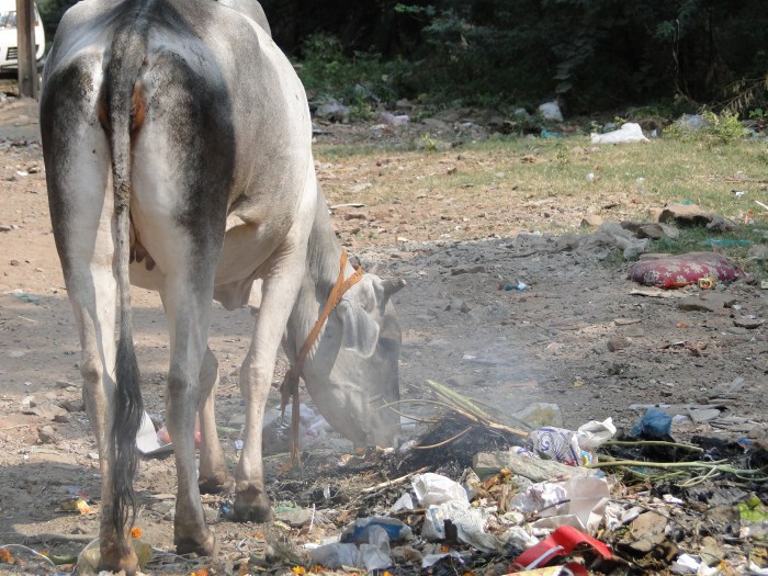 A photo from my trip to Gwalior: The waste is burned by people by the roadside. This is easier and cheaper than recycling it. These millions of small embers have consequences: An enormous air pollution.