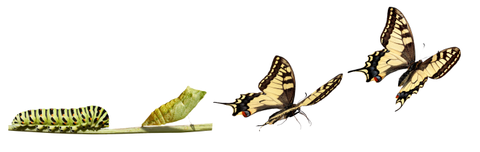 TransformationButterfly